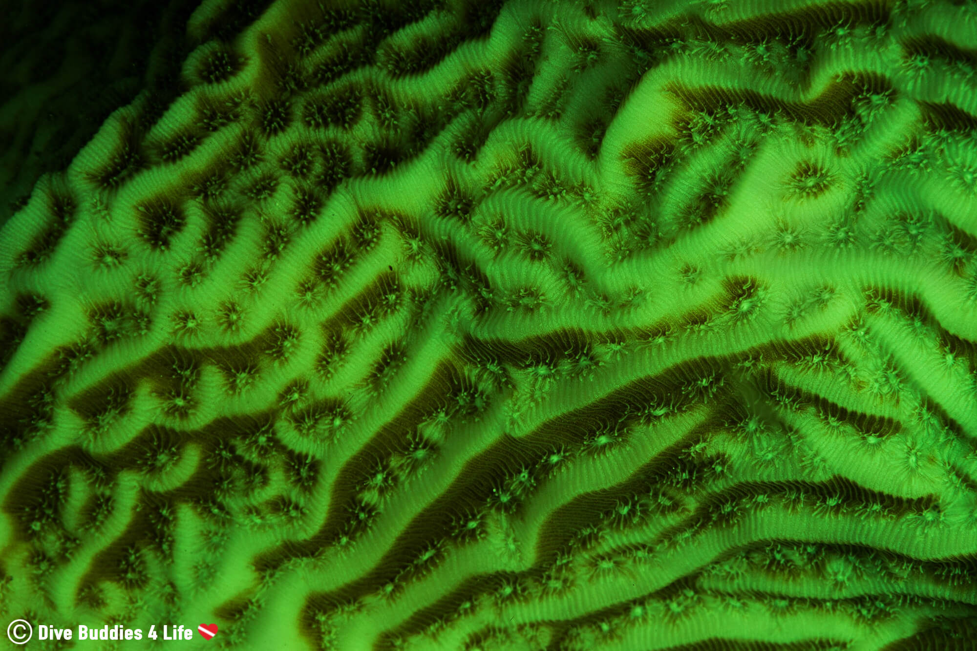 Fluorescent Green Lettuce Coral Under A Scuba Divers Blue Lights, Bonaire, Caribbean