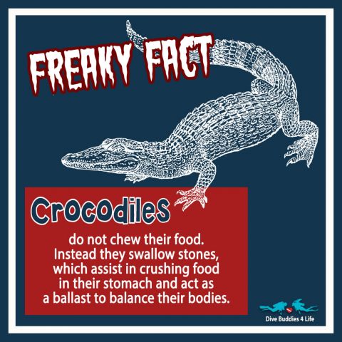 Freaky Fact Crocodile