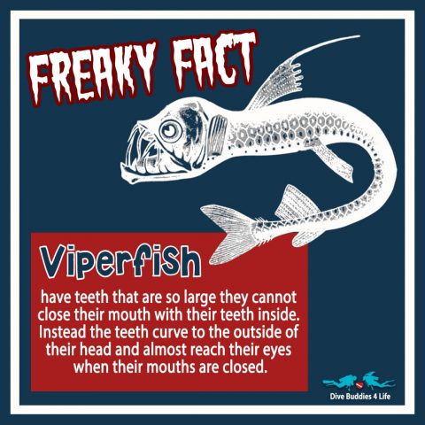 Freaky Fact Viperfish