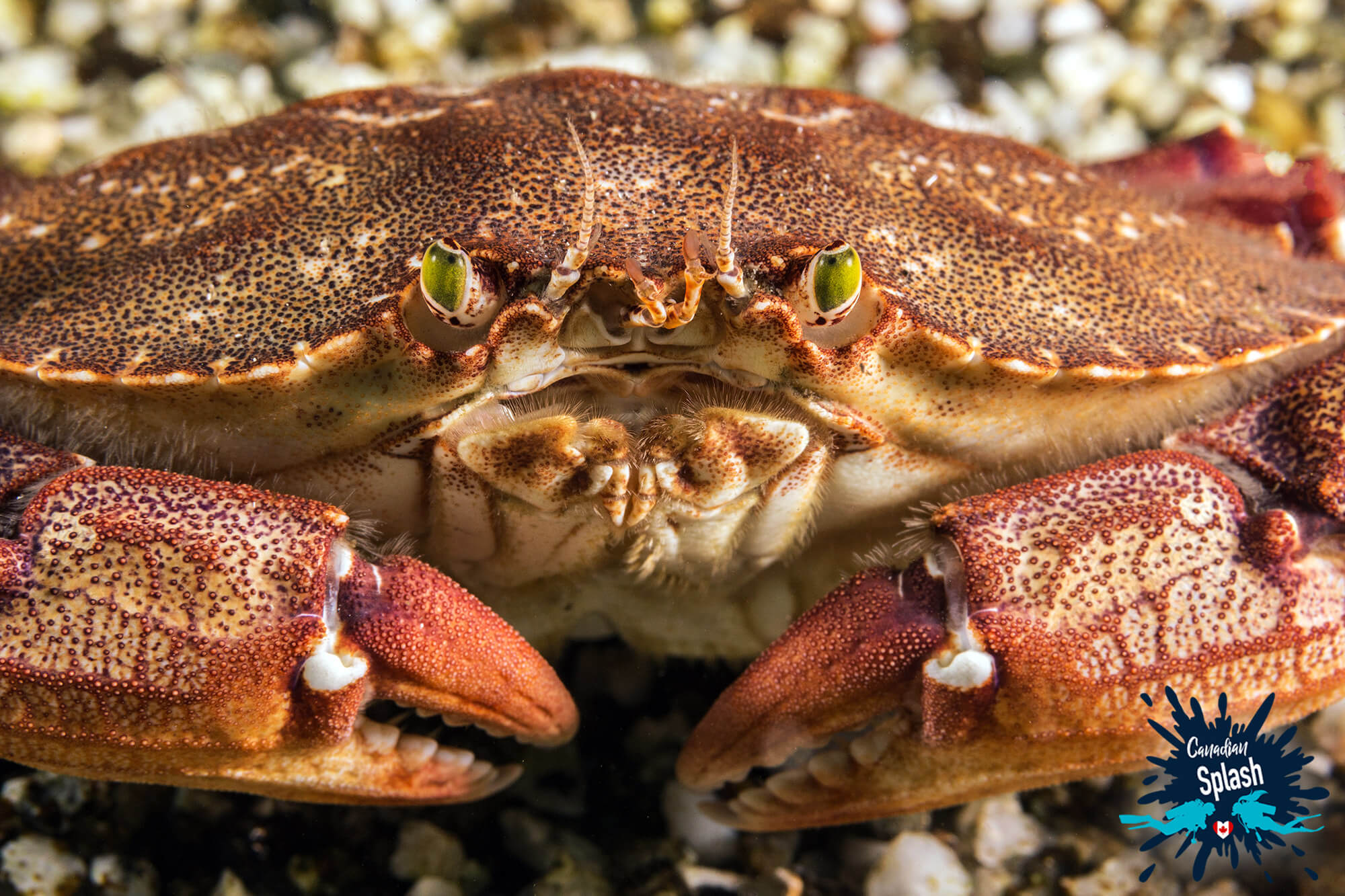 Diving with the Front Of A Rock Crab in Cranberry Cove, Outside of Halifax, Nova Scotia, Canada