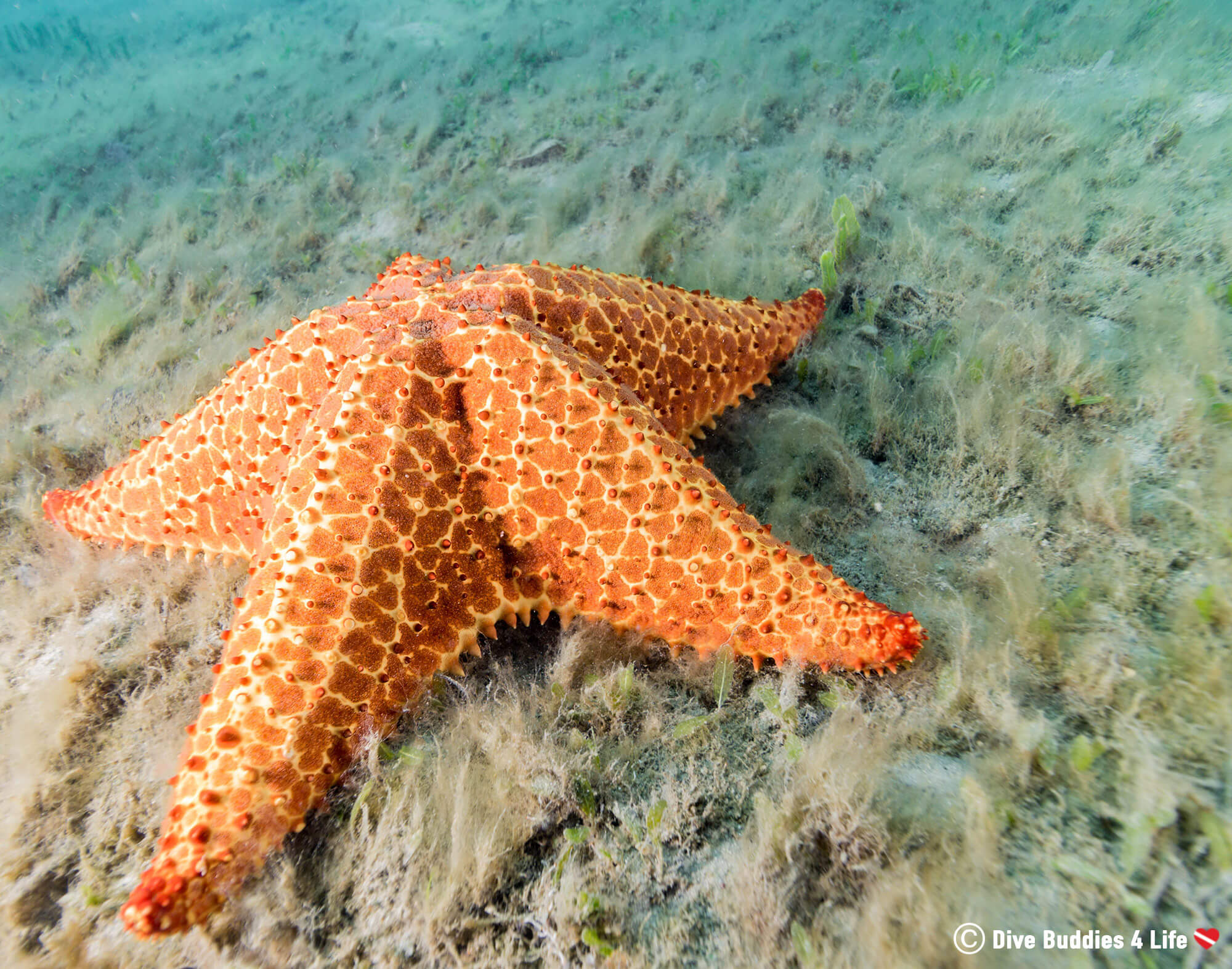 A Giant Sea Star in the Mud At BHB, Florida, USA