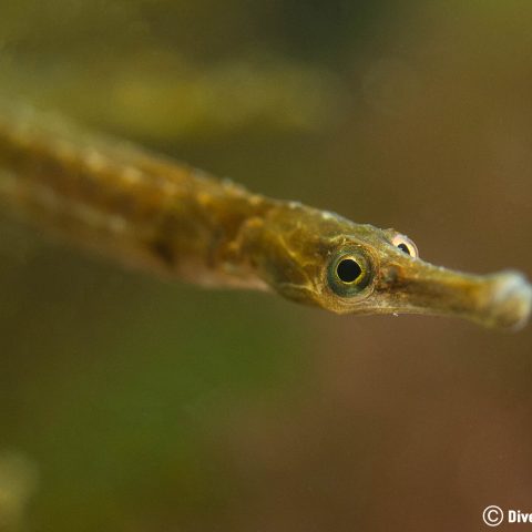 Golden Pipefish In The Plant Life Of The Grevelingenmeer Lake, Netherlands