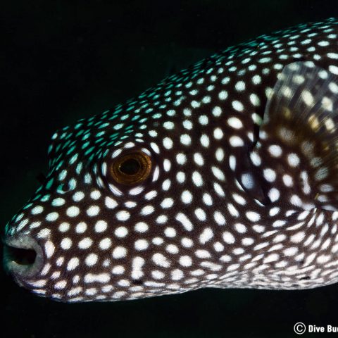 Spotted Guinea Fowl Puffer on a Night Dive in Zihuatanejo, Mexico