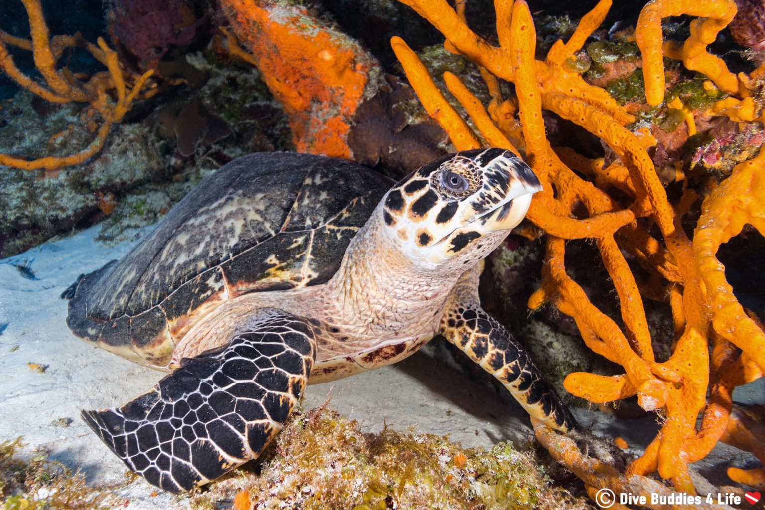 Mexico: Go with the Cozumel Flow | Dive Buddies 4 Life