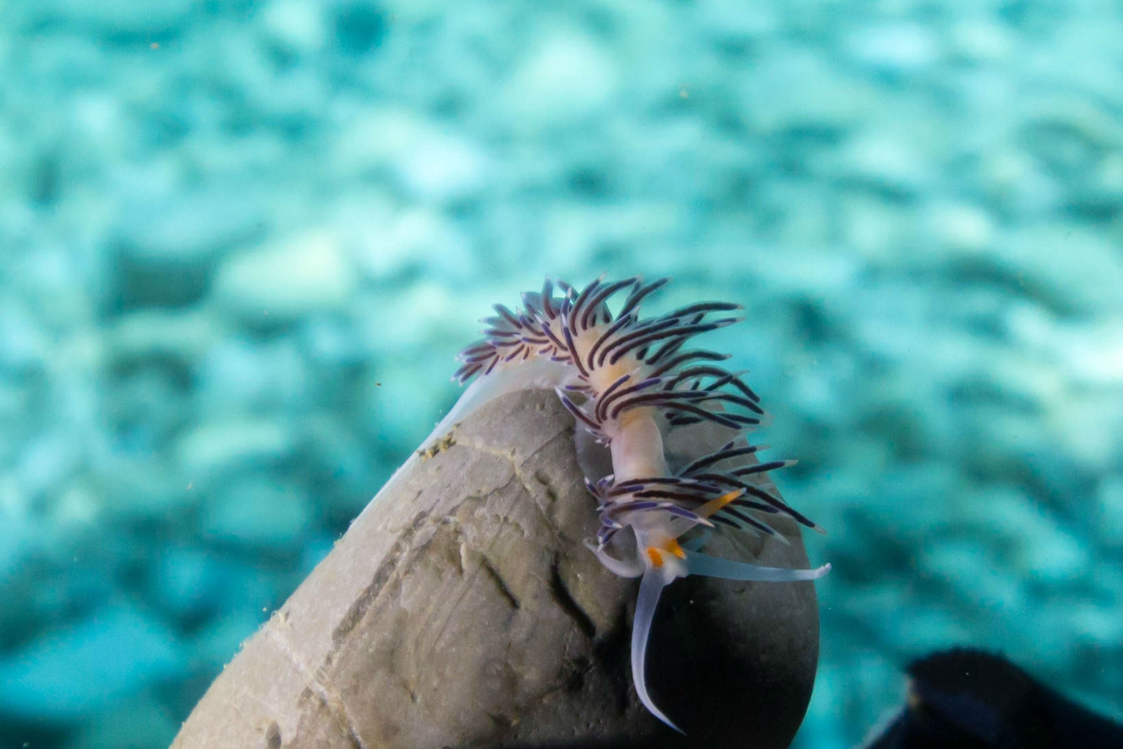 A Purple, White and Orange Nudibranch in Croatia