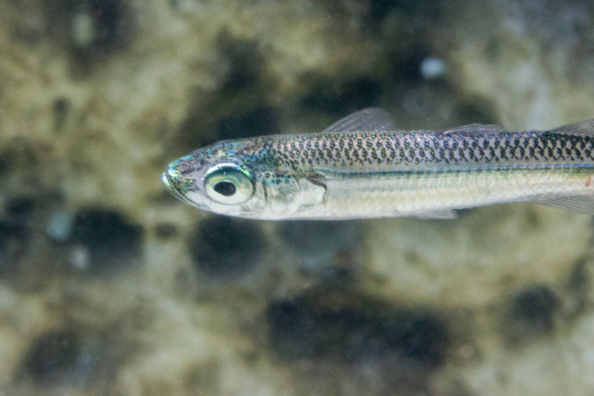 Close Up of a Silver Minnow Spotted While Snorkeling in Croatia