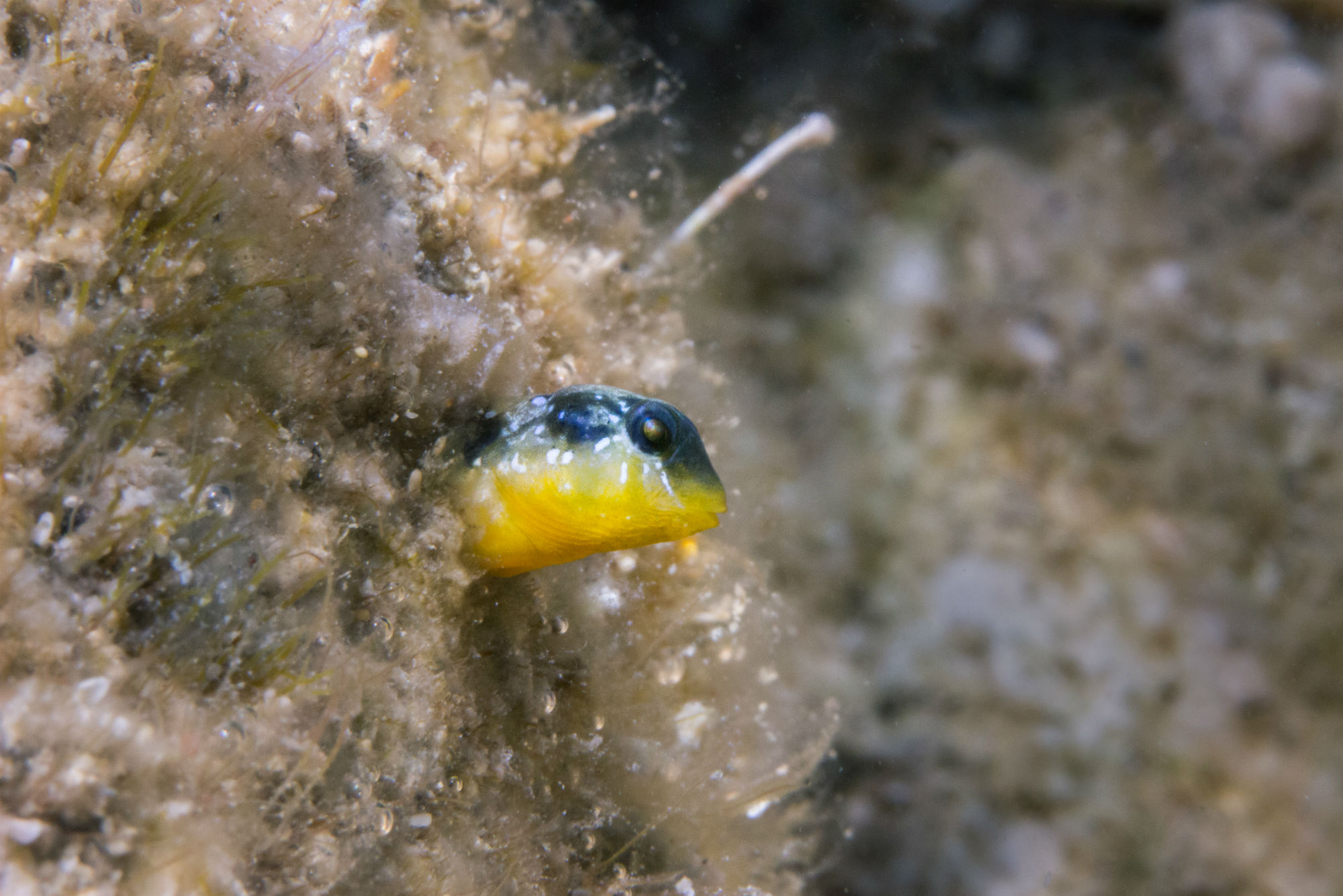 A Black and Yellow Fish Playing Peek-a-boo on the Dalmatian Coast