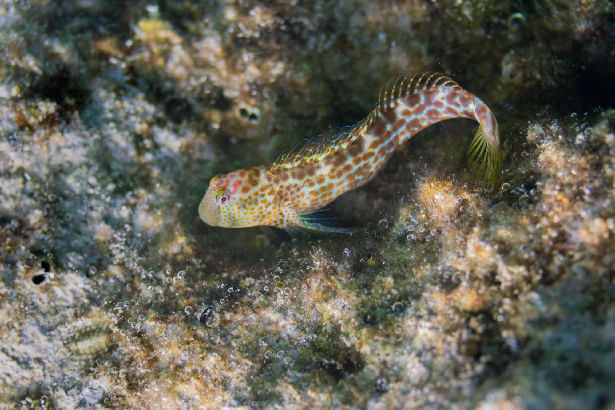 Snorkeling with a Colourful Little Golby in the Adriatic Sea