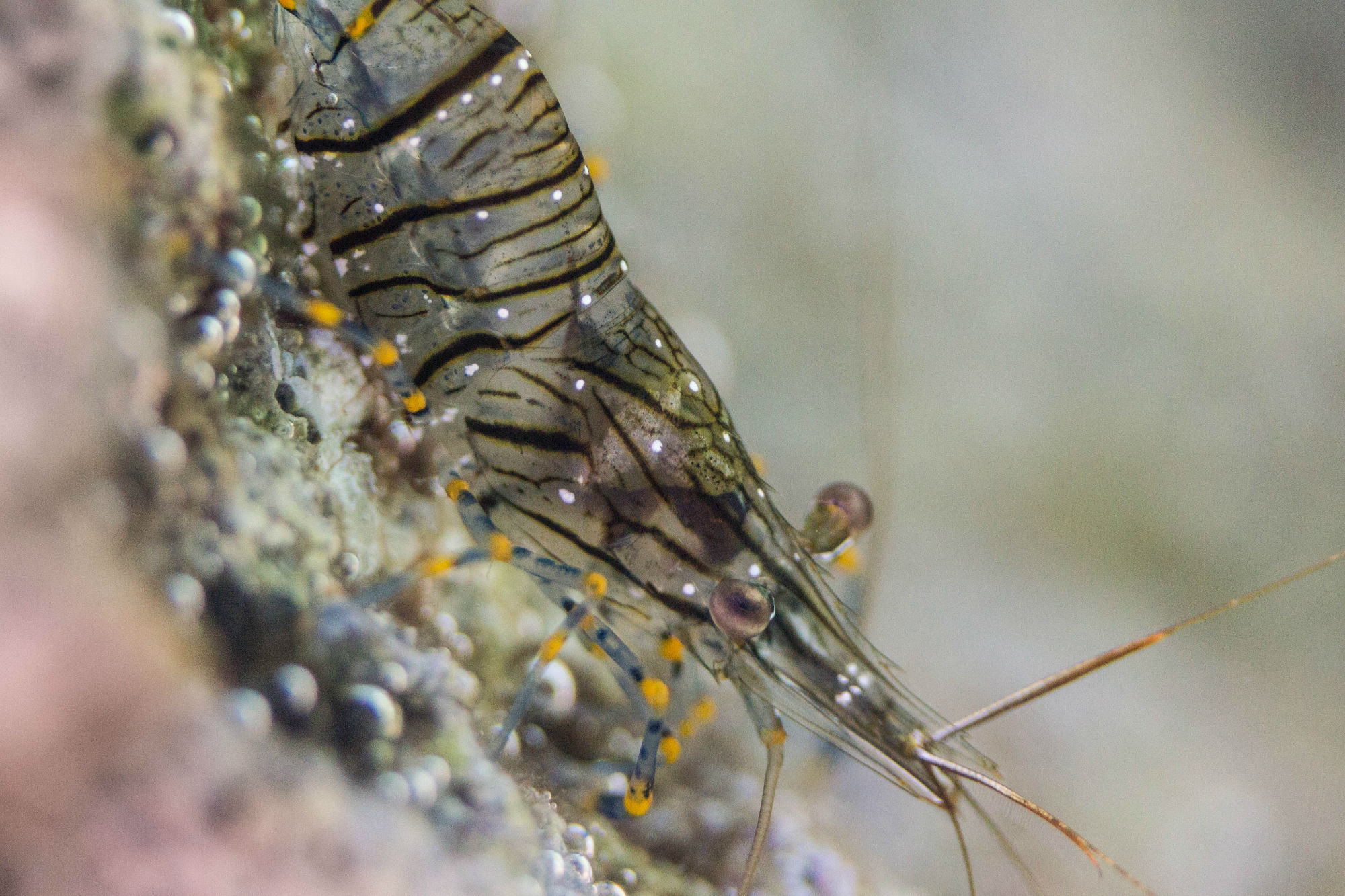 Close Up of a Cleaner Shrimp Snorkeling in Croatia