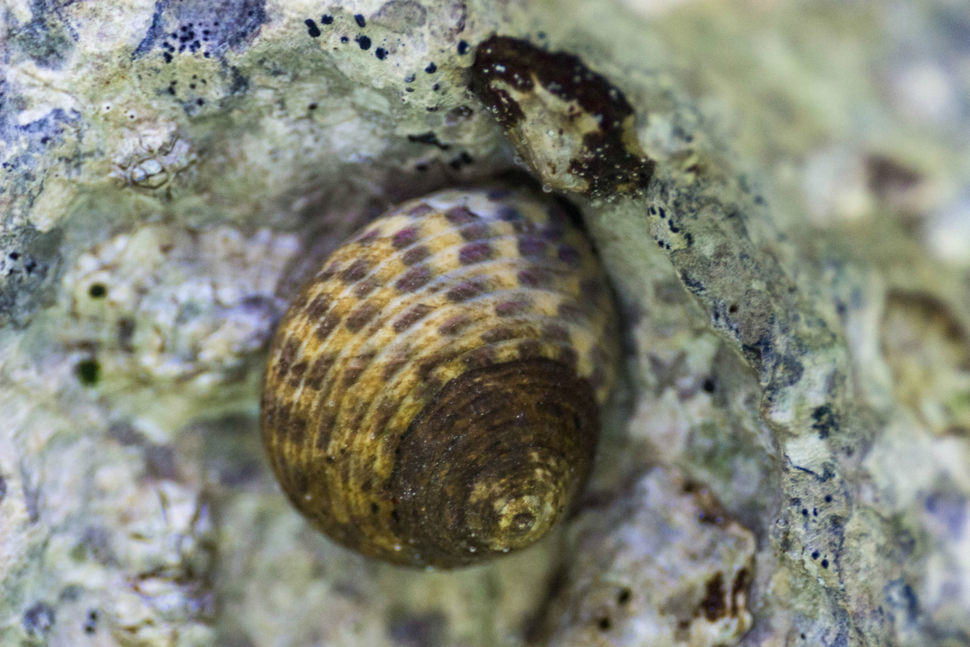 A Snail Shell in the Adriatic Sea of Croatia