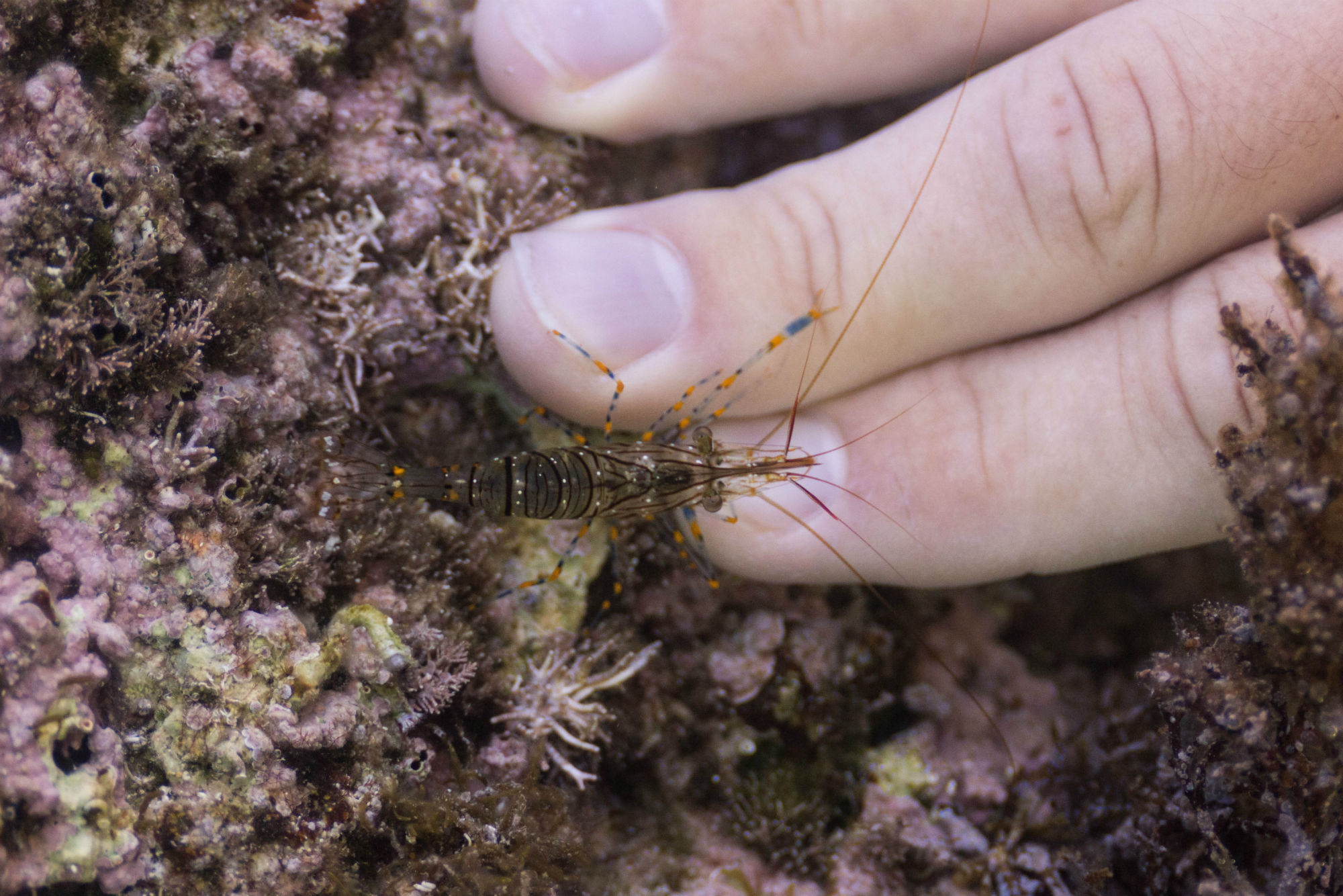 Getting a Manicure by a Cleaner Shrimp in Croatia