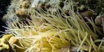 Funky Anemone on the Reef in Slovenia, Europe's Balkan Country