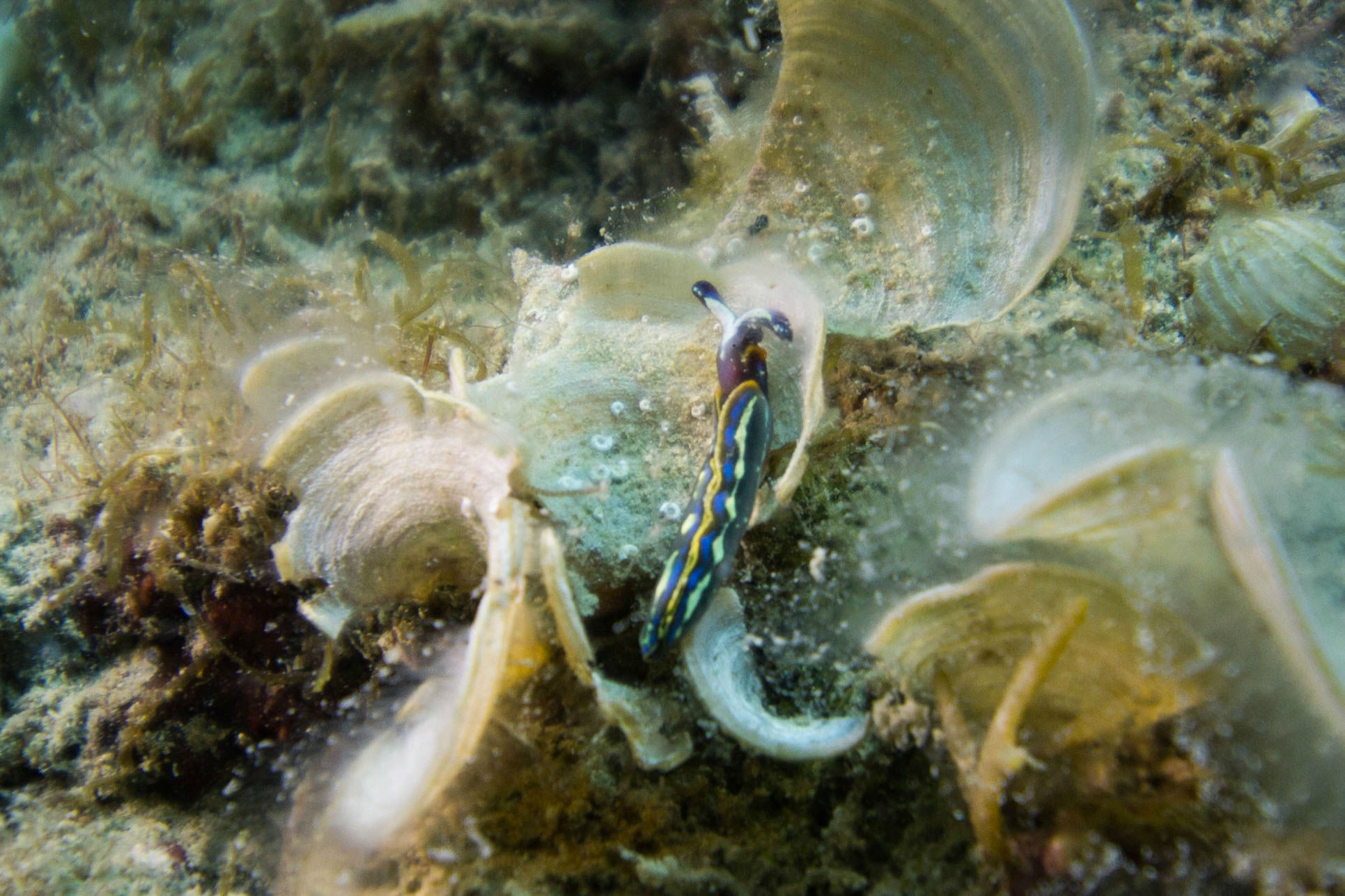 Sea Slug Full of Colour in Croatia