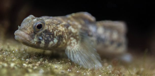A Macro of a Pouty Fish in the Zeeland Saltwater Lake