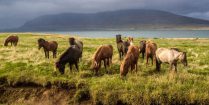 Icelandic Horses in the Fields of Iceland, Europe