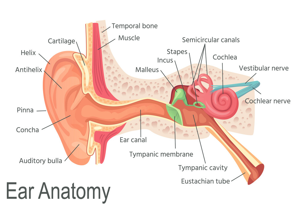 Inner Ear Part And Anatomy For Scuba Diving