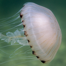 Jellyfish Species in the Spotlight