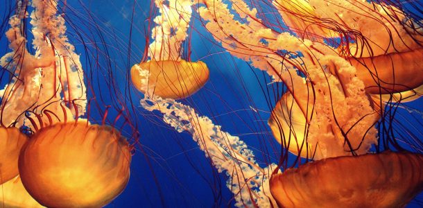 Jellyfish Swarm In An Aquarium, Dive Buddies