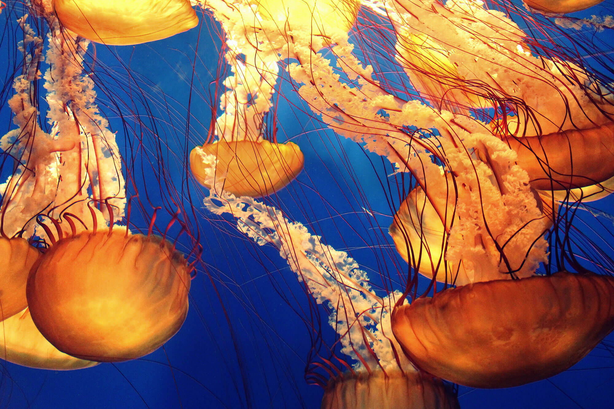 Jellyfish Swarm In An Aquarium, Dive Buddies