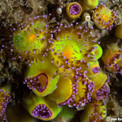 Scuba Diving Jewelled Anemone Fauna in Carnac, France