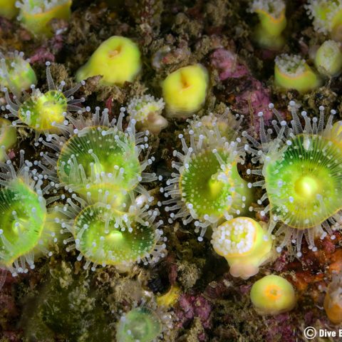 Green and White Coloured Jewelled Anemone in the Cold Waters of Carnac, Brittany, France