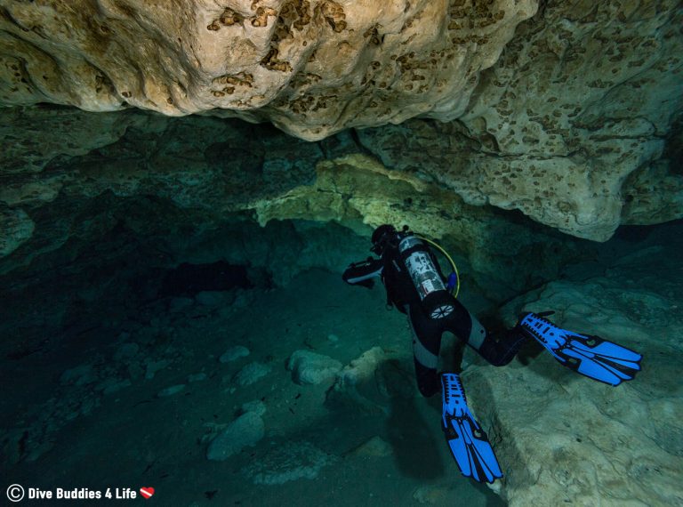 Diving into Ginnie and Devils Spring Dive Buddies 4 Life