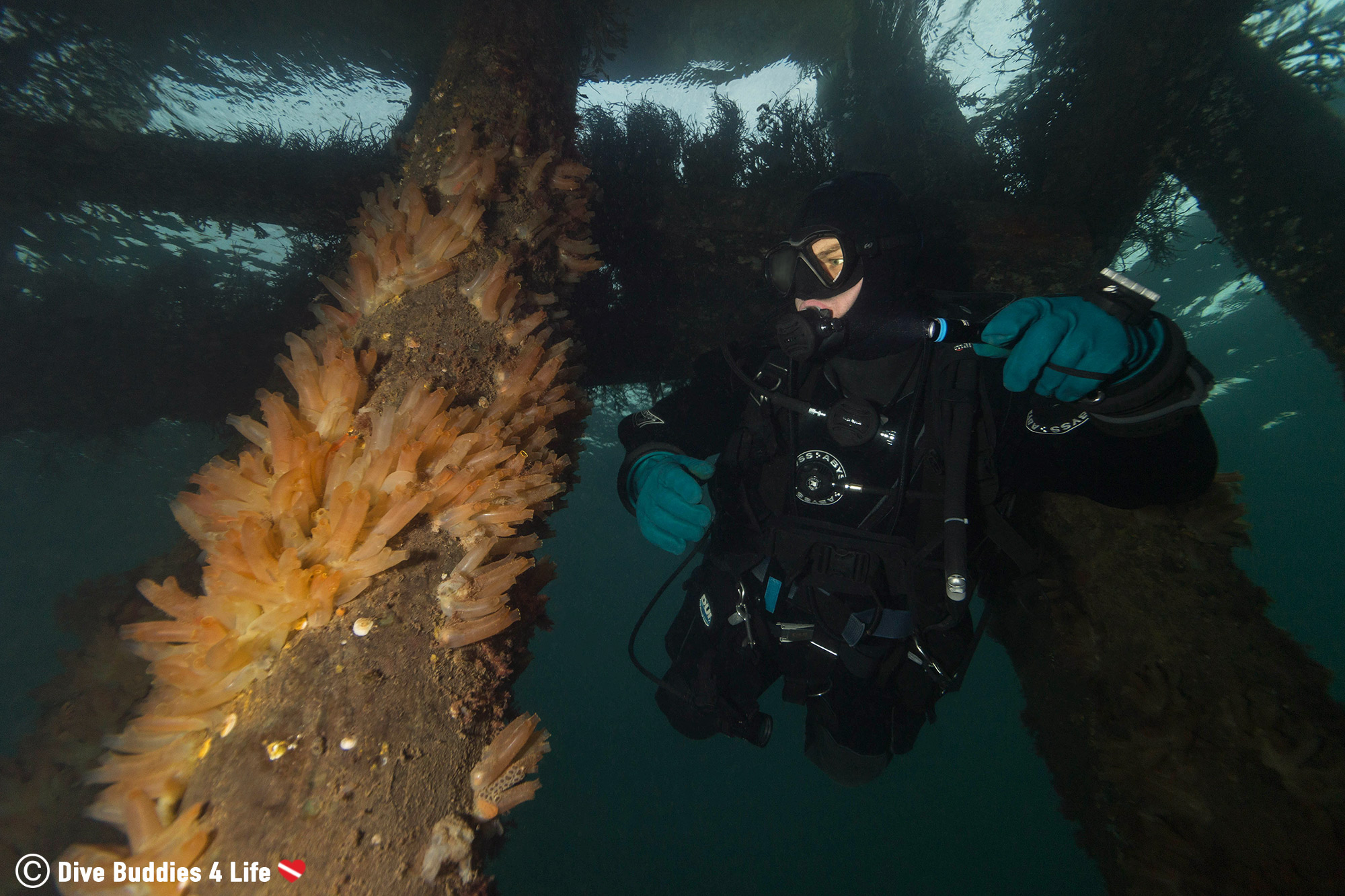 Joey Illuminating A Tunicate Covered Pier With His Xtar D20B Underwater Light