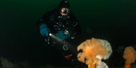 Joey Lighting Up A Plumose Anemone In The Dark Water Of BC With The OrcaTorch Scuba Diving Light