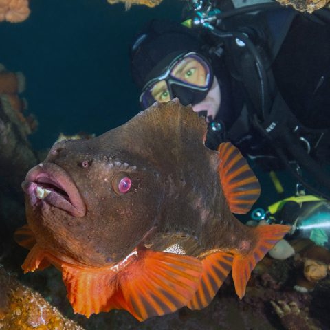 Joey Looking At A Red Male Lumpfish Scuba Diving In Newfoundland, Canadian Splash