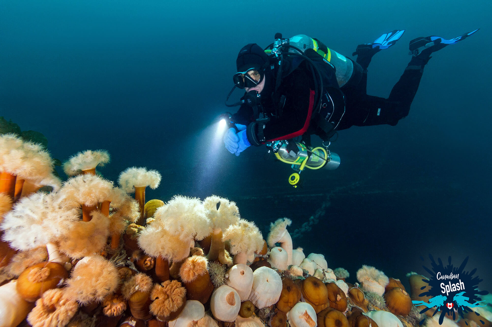 Joey Scuba Diving the PLM Shipwreck and Looking at Anemones in Newfoundland, Canadian Splash