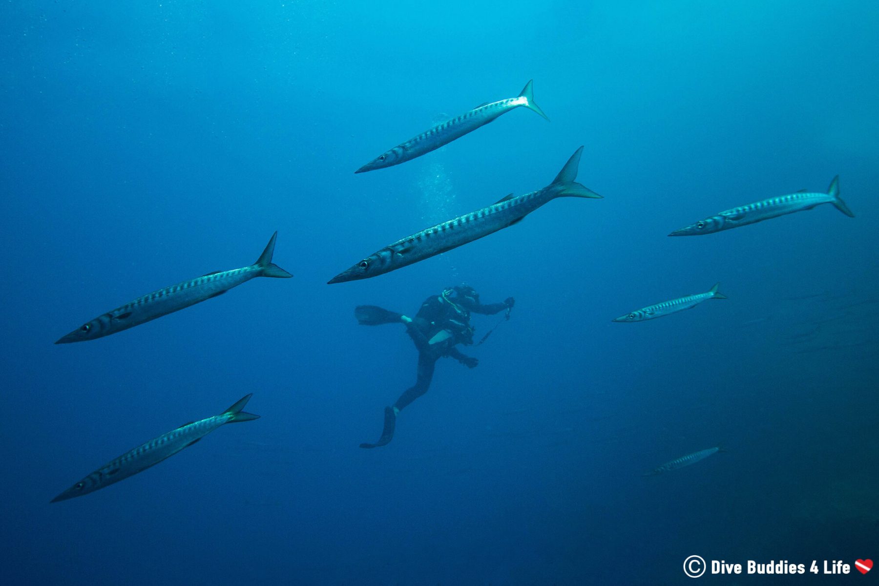 Scuba Diving Italy's Amalfi Coast | Dive Buddies 4 Life