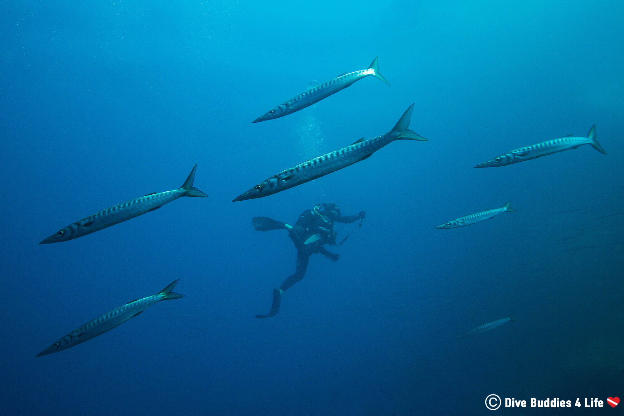 Joey Scuba Diving In The Middle Of A Large School Of Barracuda In Sorrento Italy, The Amalfi Coast. Europe