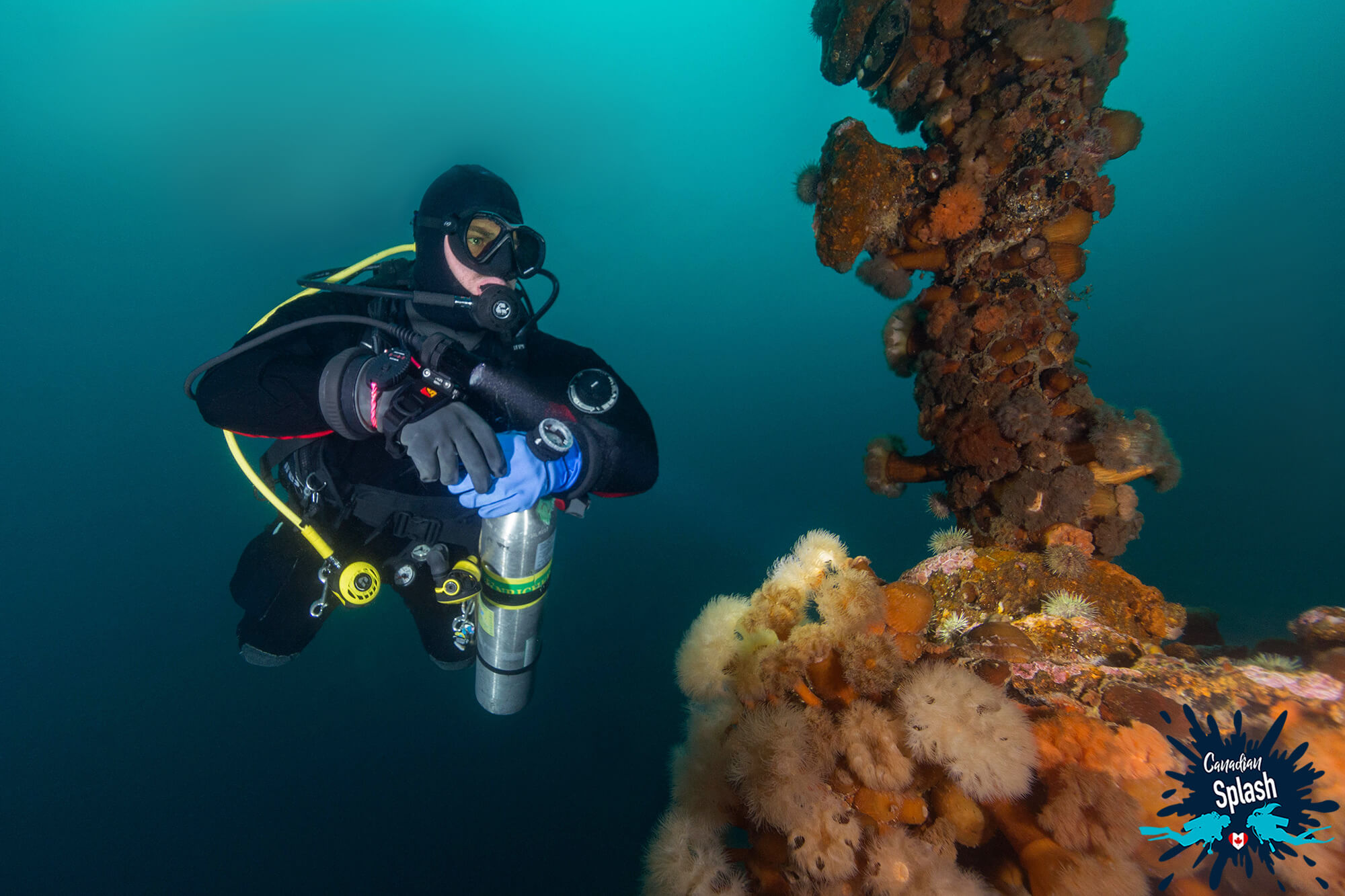 Joey Scuba Diving The Shipwrecks Of Newfoundland And Looking At Anemones, Bell Island, Canada