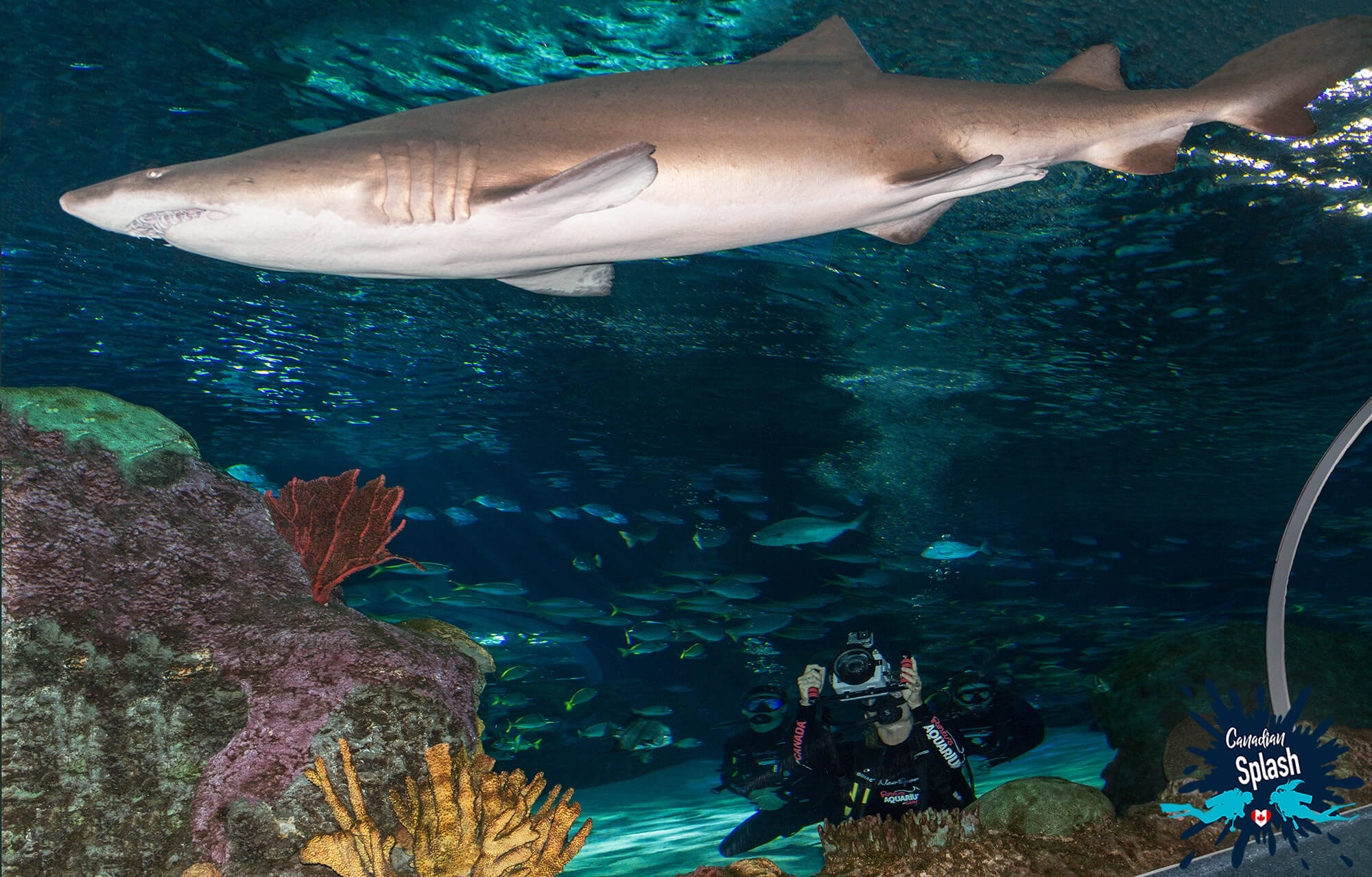 Joey And Ali Photographing The Sand Tigers Of Ripley's On A Discover Dive, Toronto, Ontario, Canada