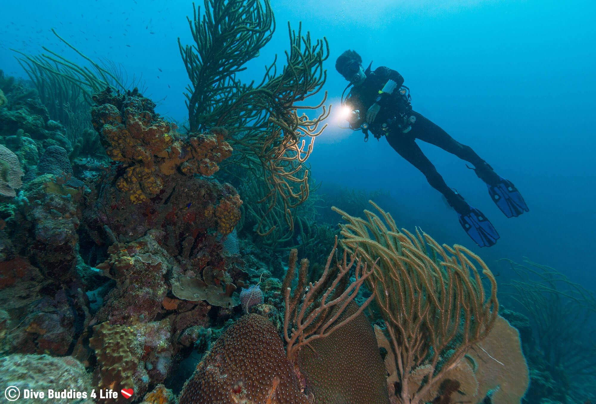 Joey Scuba Diving Bonaire with His Dive Right Light Behind Some Coral, the Dutch Antilles