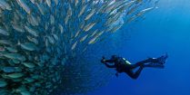 Joey On Bonaire Scuba Diving With A Large Bait Ball Of Fish, ABC Caribbean Islands