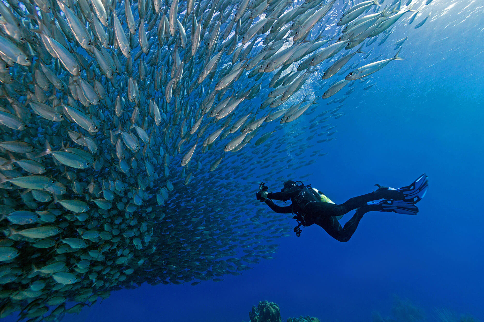 Diving With Big Fish At Herman Genovese Blog