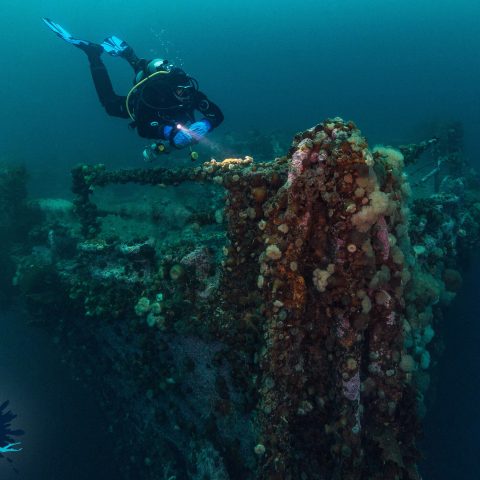Joey On The Bow Of the PLM Shipwreck on Bell Island, Newfoundland, Canadian Scuba Diving