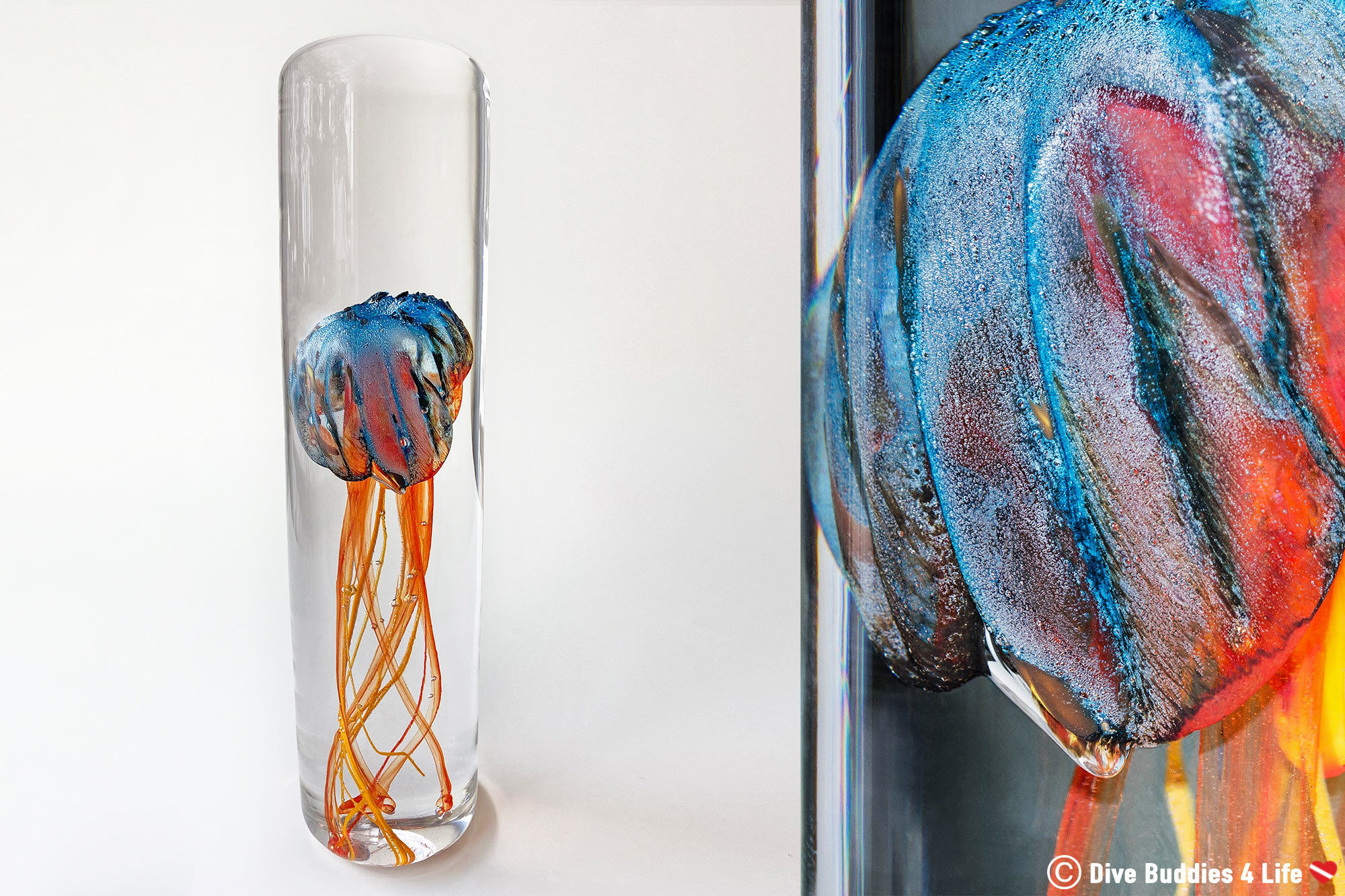La Meduse Glass Jellyfish Small And Close Up Combo Image