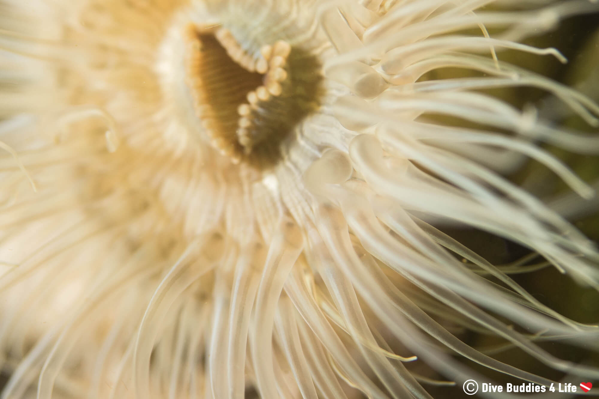 Macro Of The Centre Of An Dutch Anemone In The Zeeland Saltwater Lake