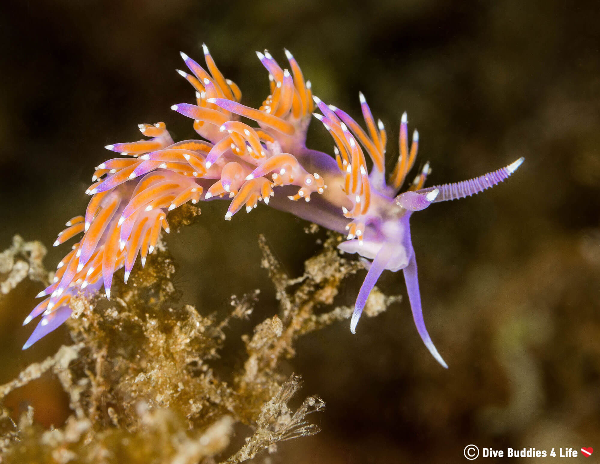 Diving with A Curious Nudibranch in Costa del Sol