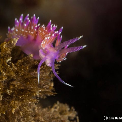 A Black Background and a Purple, Pink and White Nudibranch from Costa del Sol, Spain
