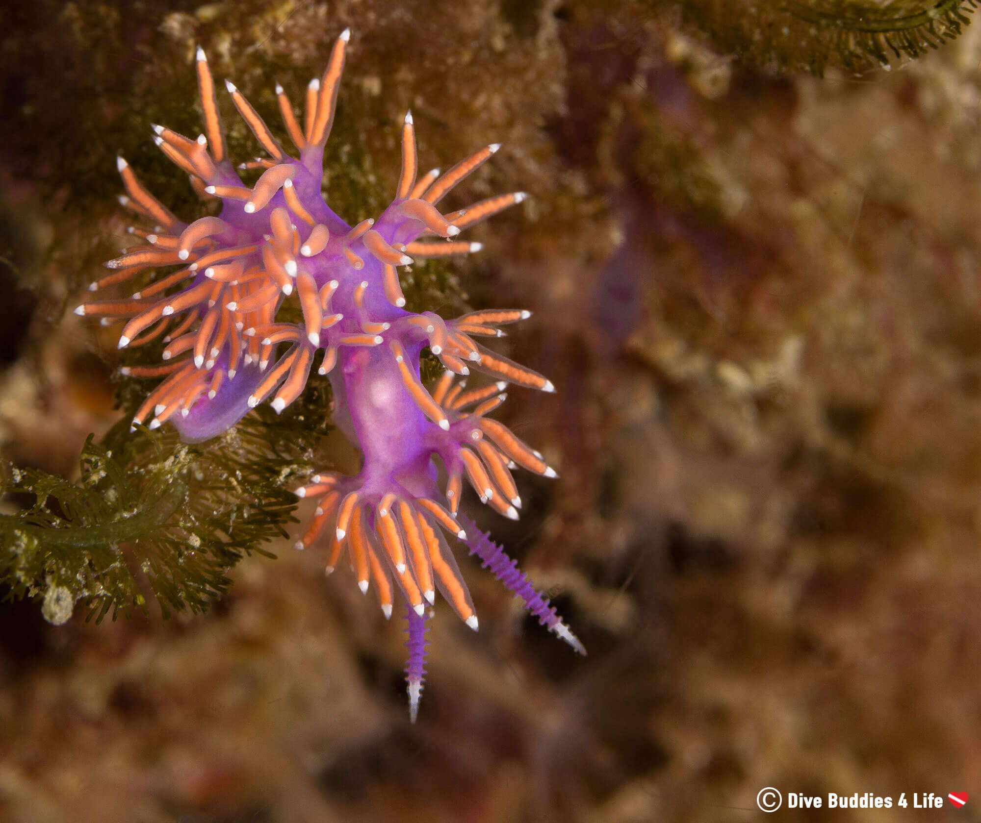 Dorsal View of a Purple and Orange Nudibranch in Spain's Costa del Sol Waters