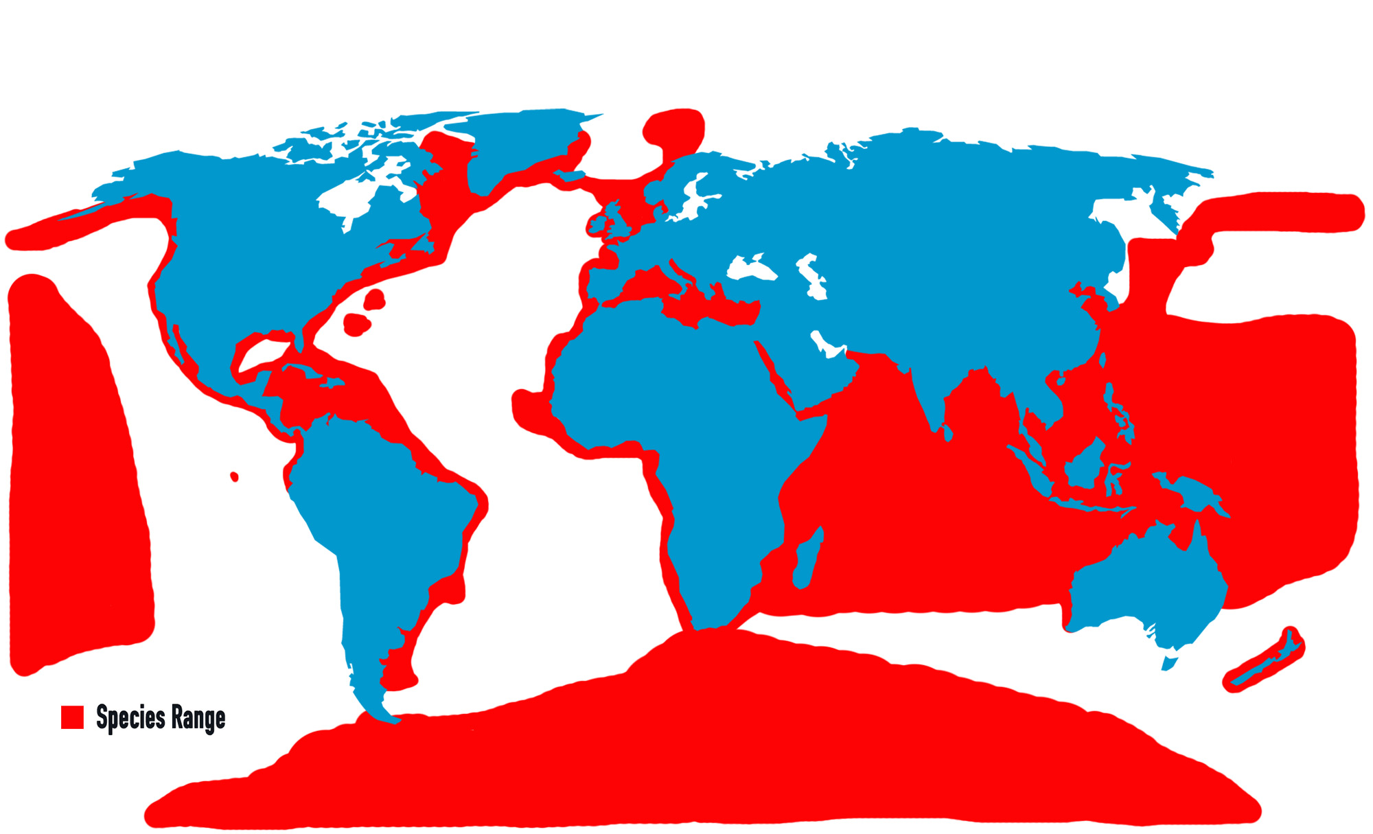 Where Do Blue Ringed Octopus Live Map   Octopus Species Range Map 