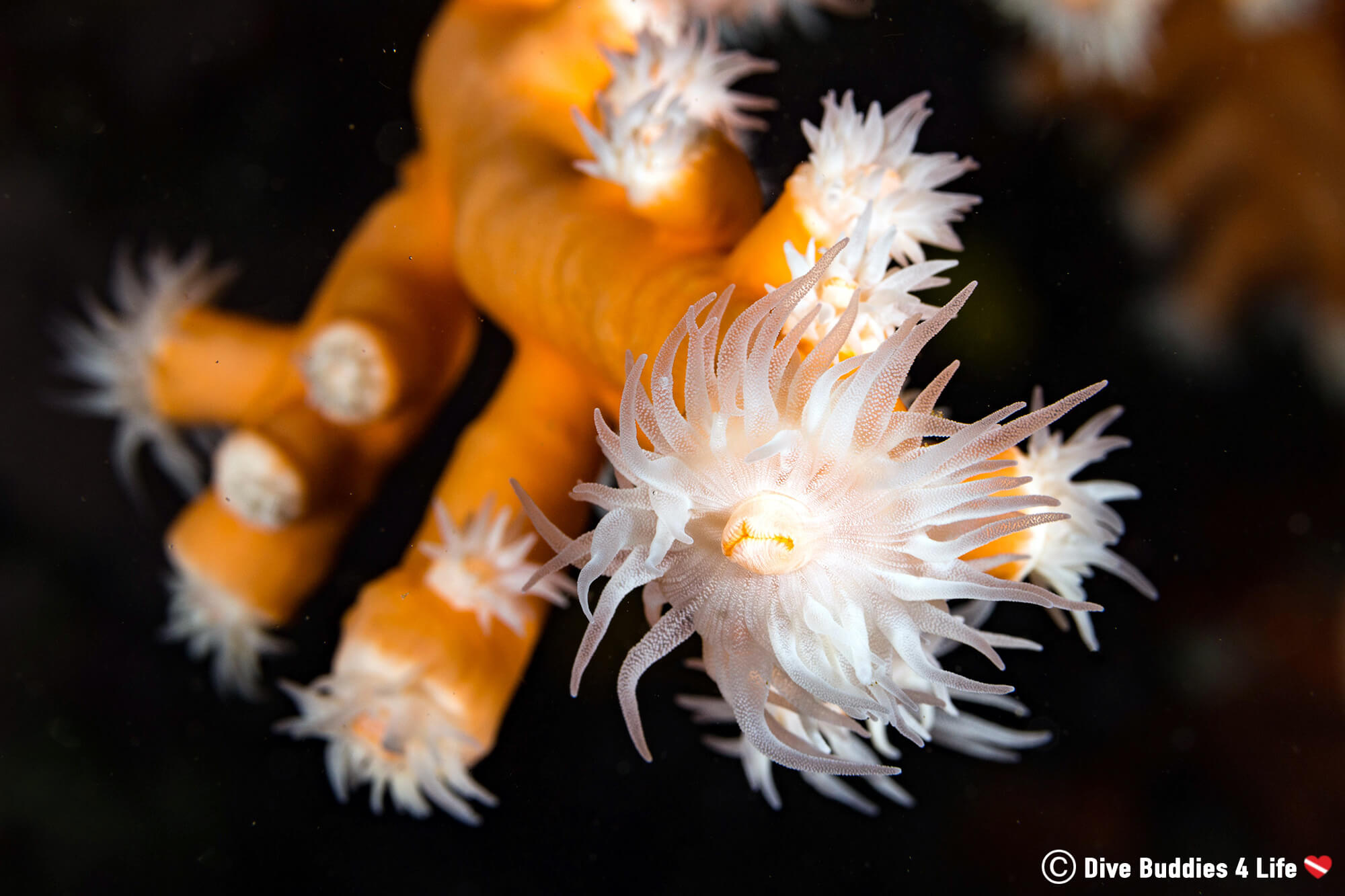 Orange Coral Sighting While Scuba Diving In Lanzarote, Canary Islands, Spain