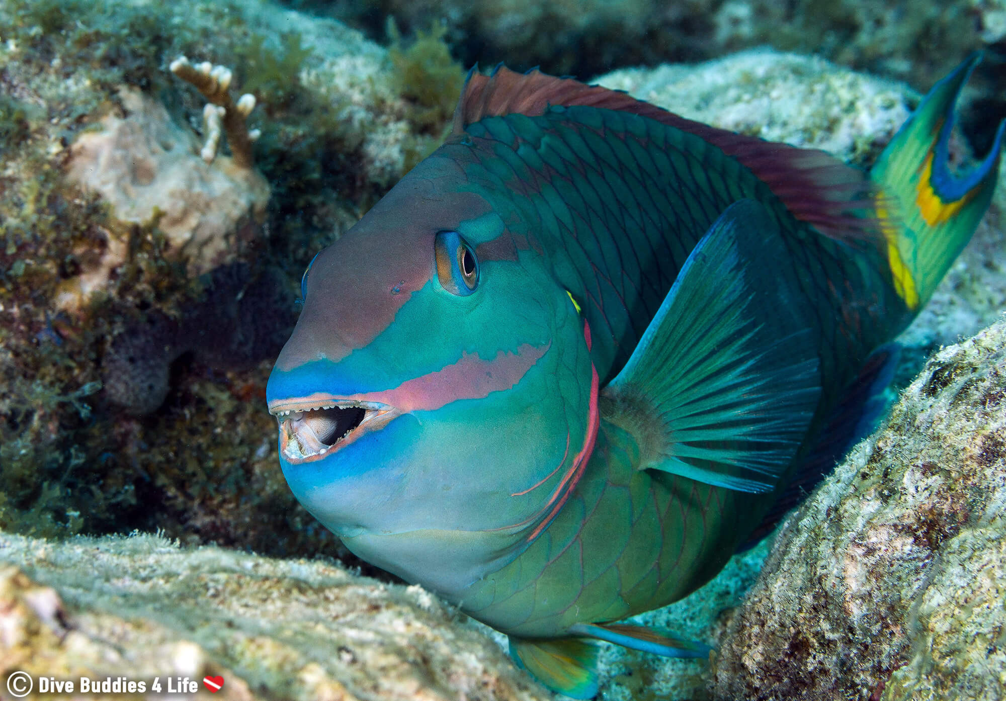 A Parrot Fish Smiling at a Scuba Diver While on the Reefs of Key Largo, Florida, USA