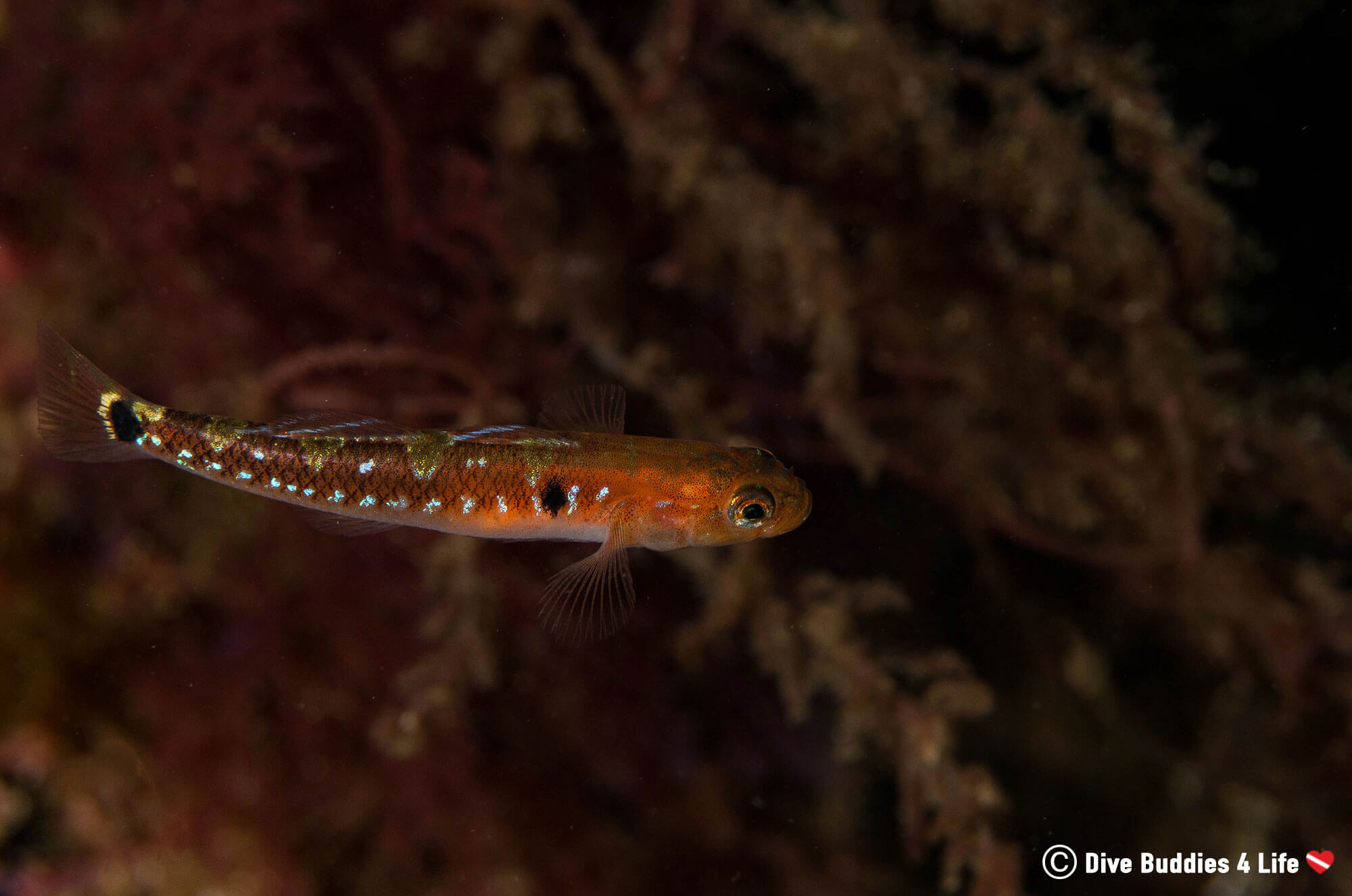 Scuba Diving and Spotting a Small Minnow Fish While in the Cold Water of Portugal 