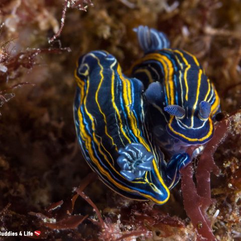 Scuba Diving and Spotting Two Ying and Yang Nudibranches on the Flora of Berlengas Islands, Portugal