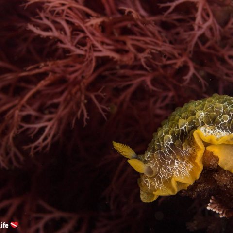 A Beautiful Yellow Nudibranch Contrasted by Red Sea Weed Underwater on the Berlengas Island Nature Reserve Just off Peniche Portugal