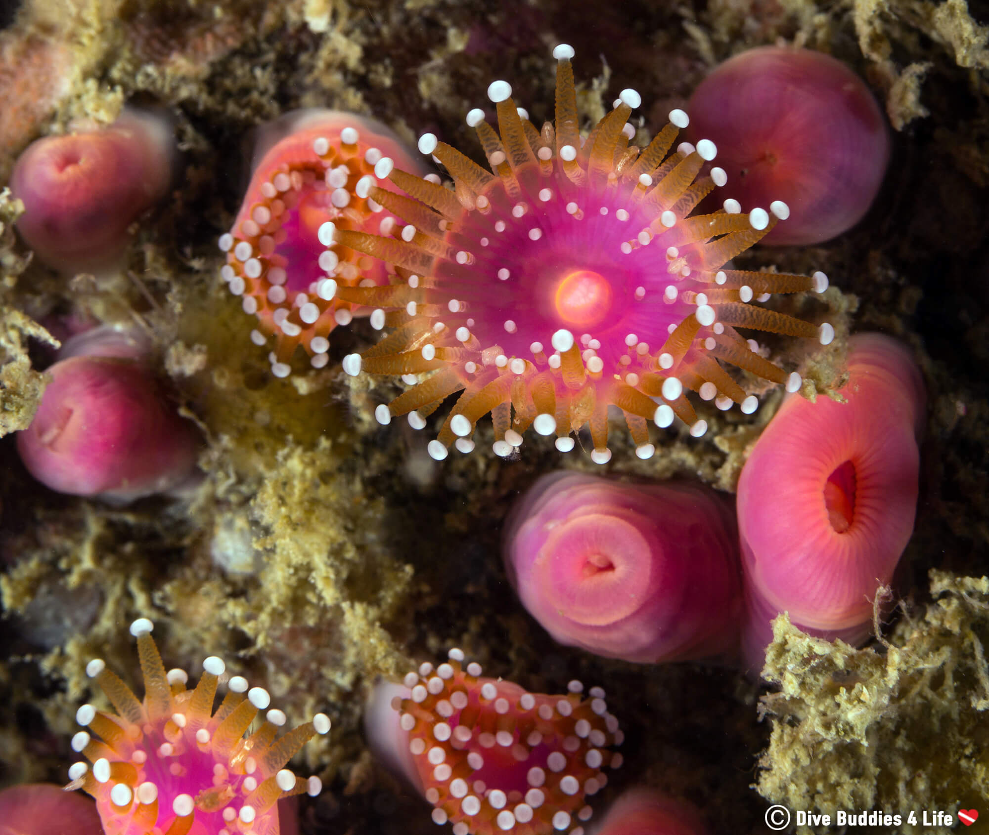 Pink Jewel Anemone In The Cold Atlantic Waters Of Brest, Brittany In France